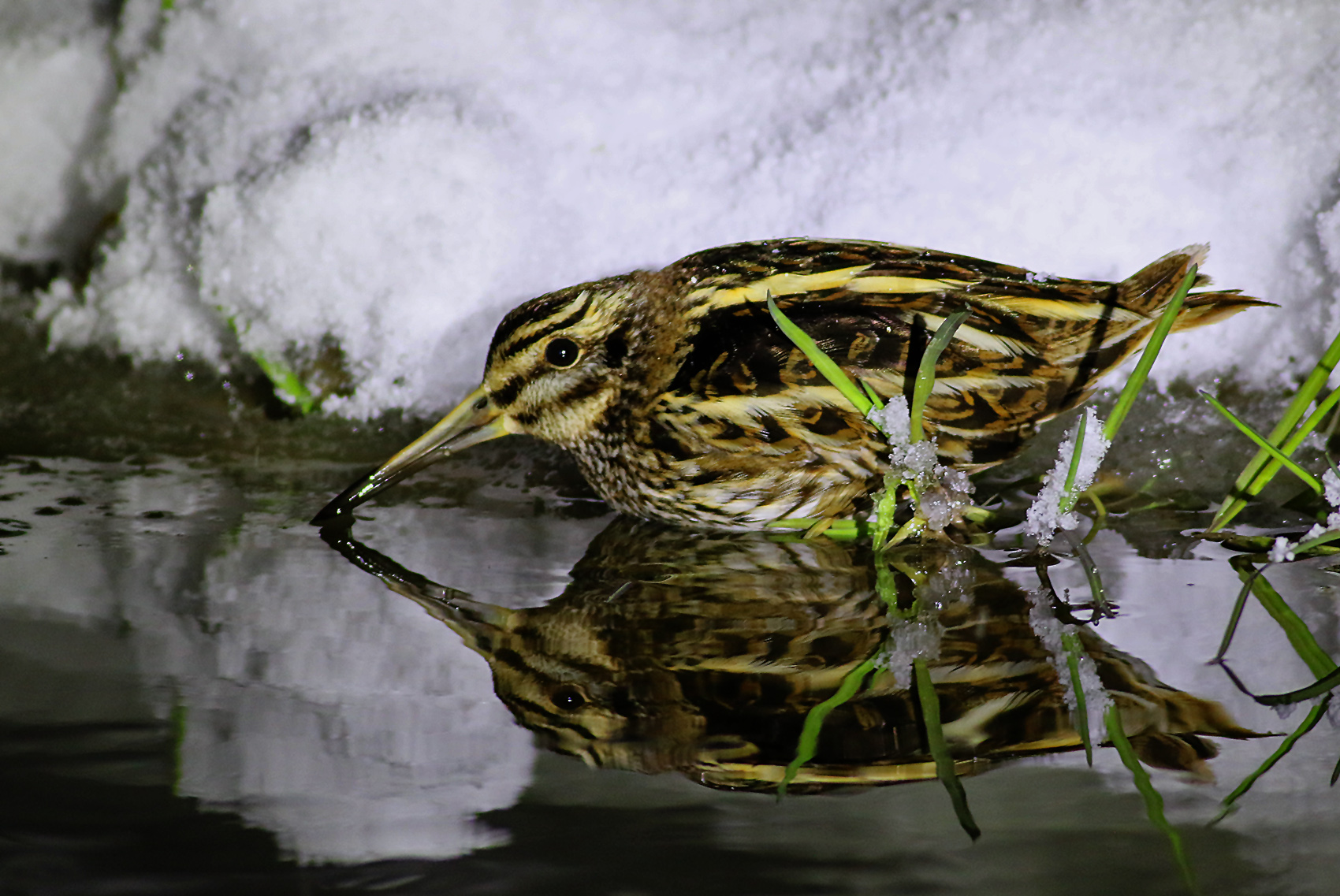 Jack Snipe